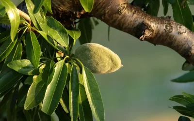 גיזום עץ שקד